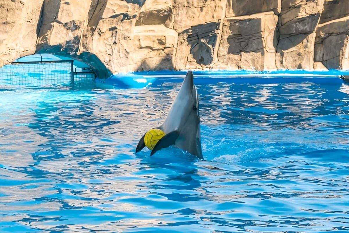 Batumi Dolphinarium