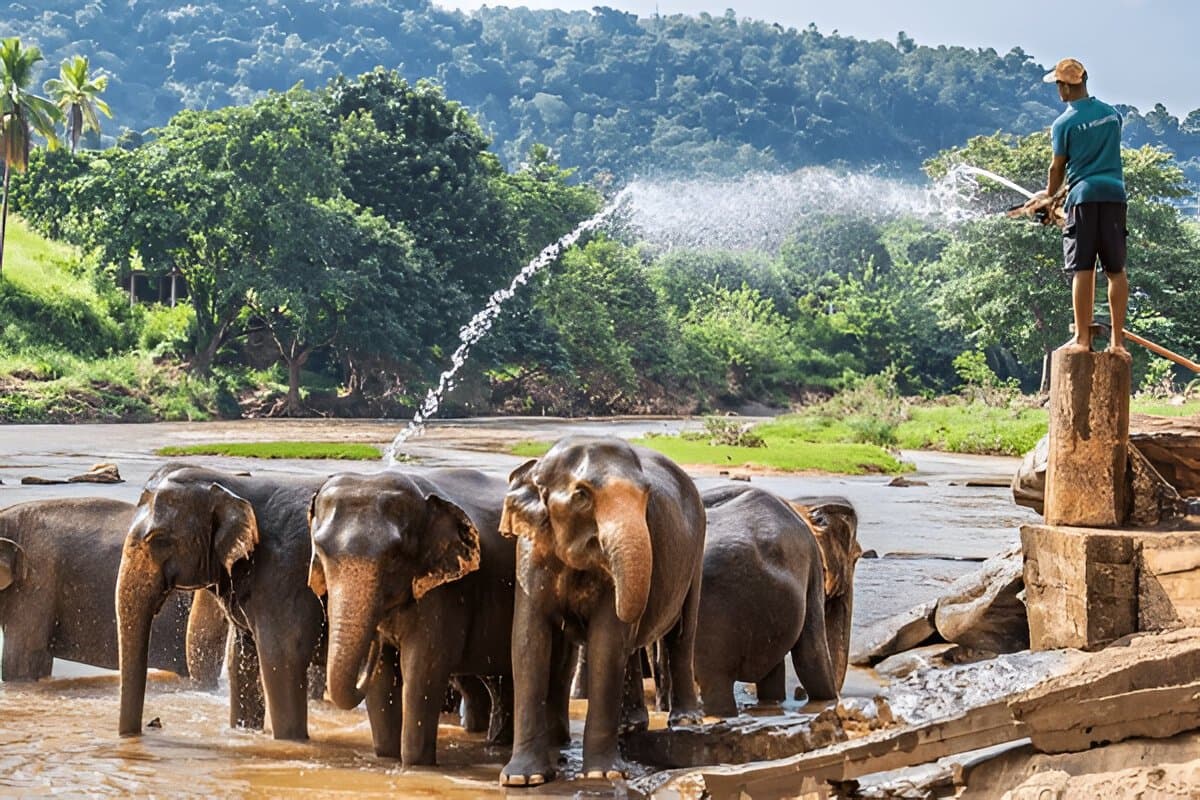 Pinnewala Elephant Orphanag