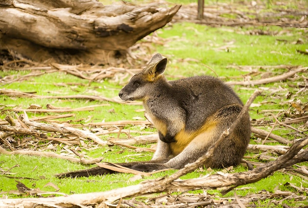 Moonlit Sanctuary Wildlife Conservation Park