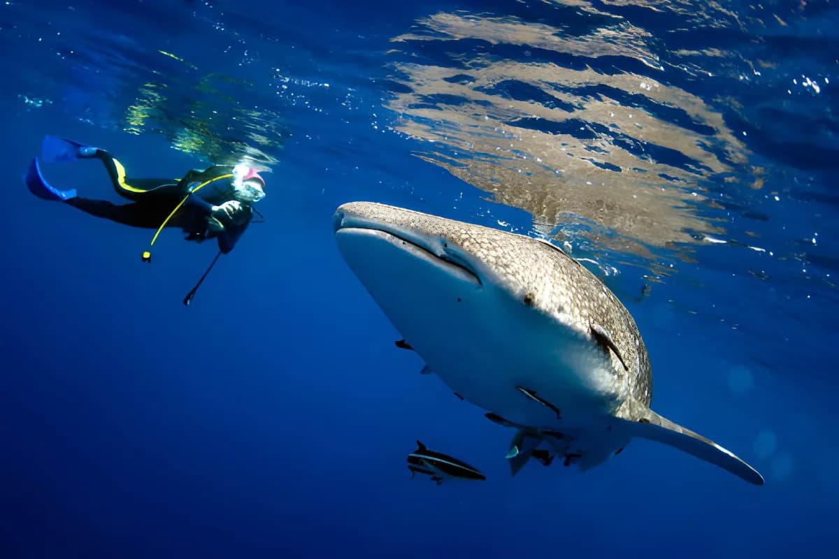 Scuba Diving in Maldives
