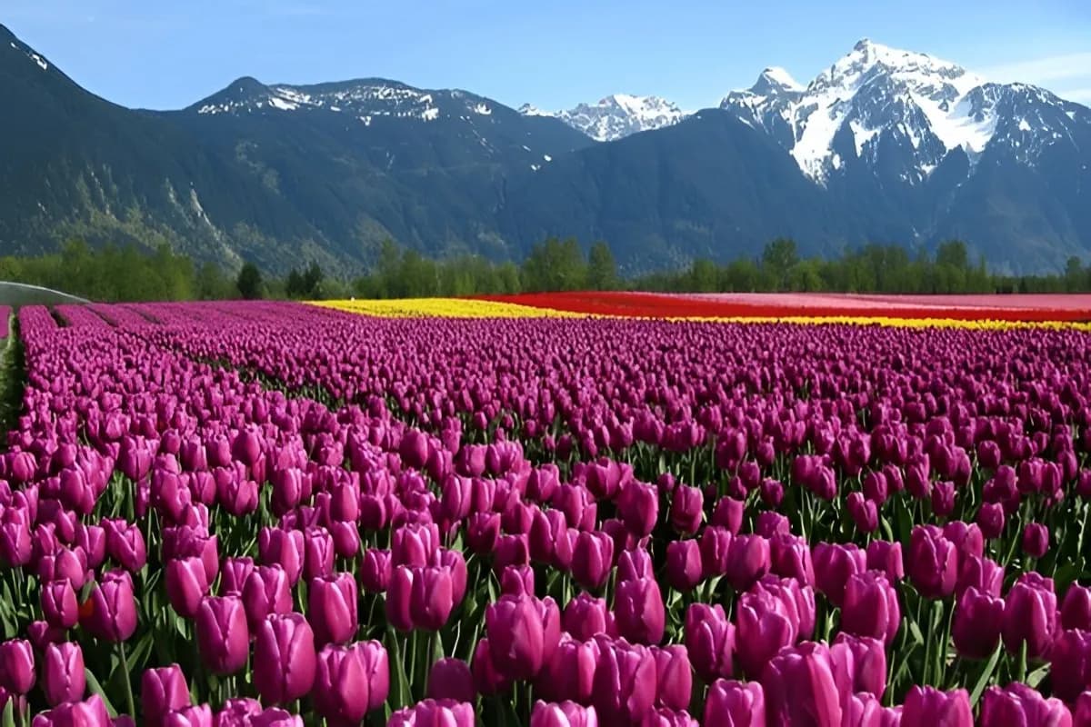 Tulip Garden Srinagar