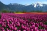 Tulip Garden Srinagar