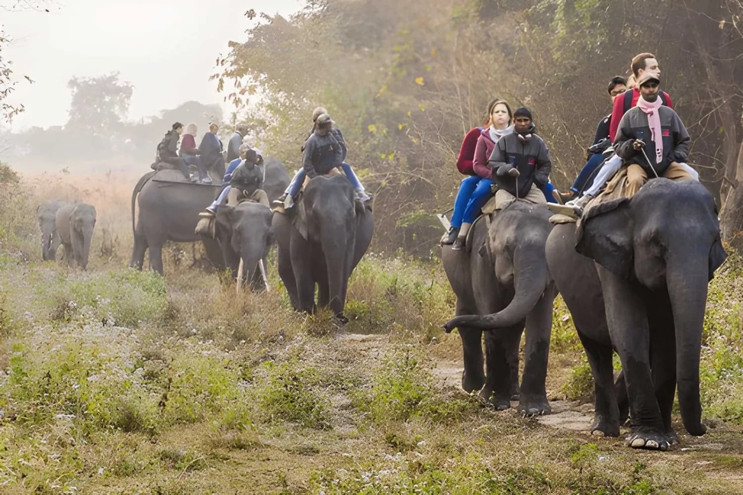 Tourists ride elephants during safari in Kaziranga National Park