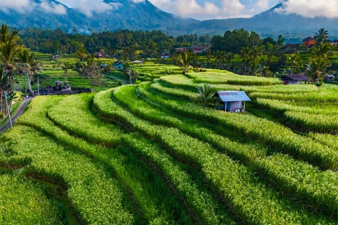 Local Farming Activity