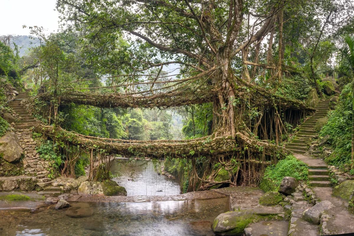 Living Root Bridges in Nongriat