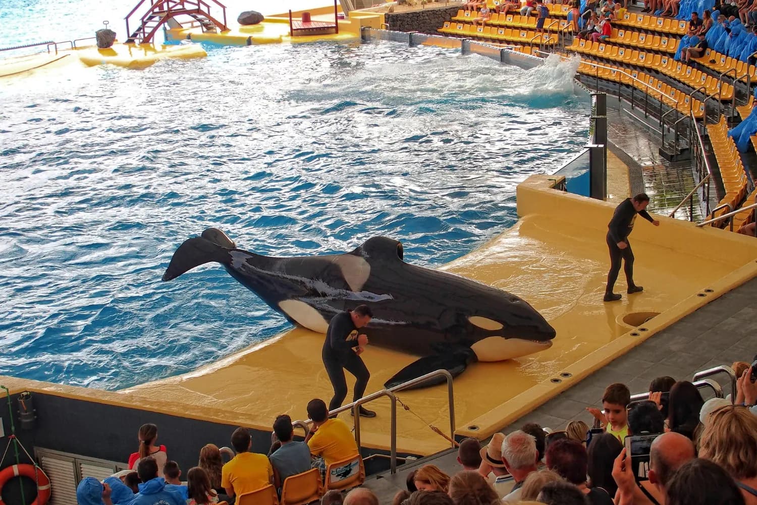 Dolphin Show in Thailand