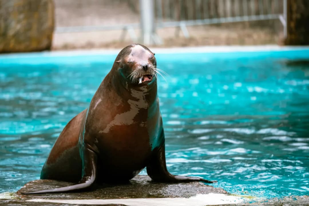 Sea Lion Encounters