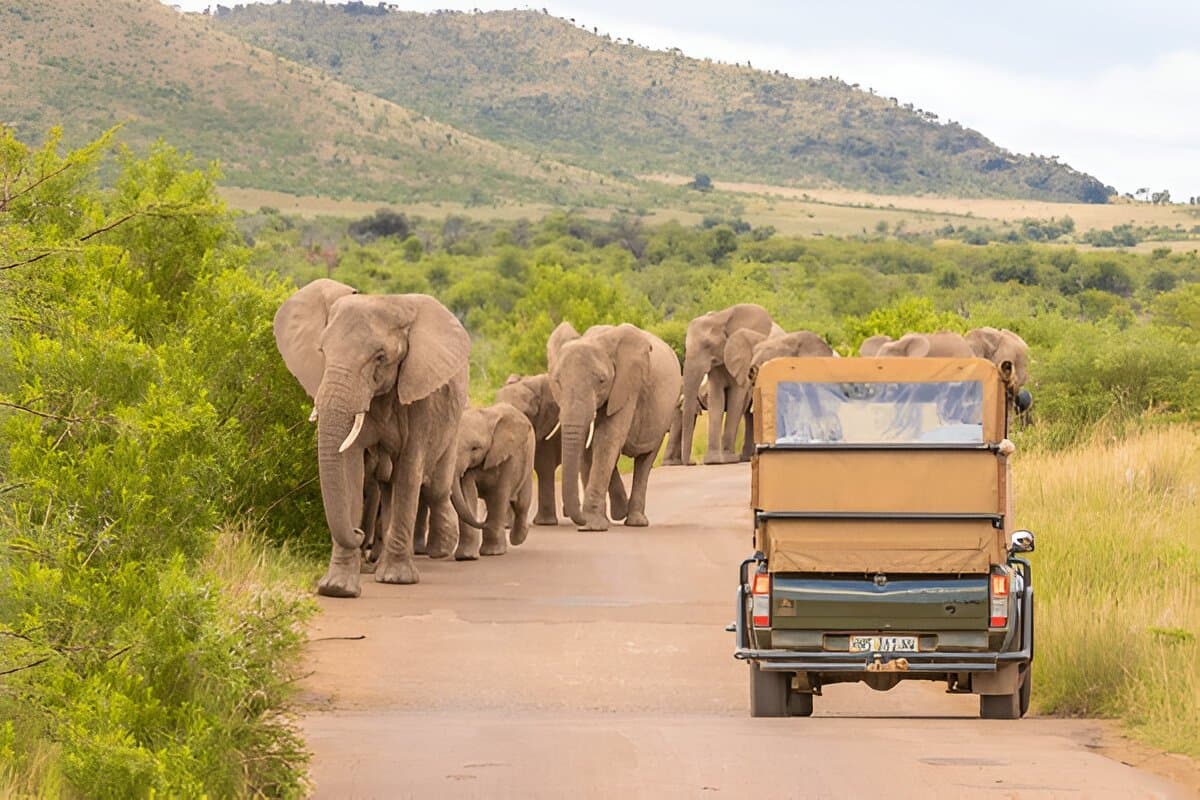 South Africa Delight