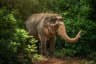 Elephant Jungle Sanctuary Phuket