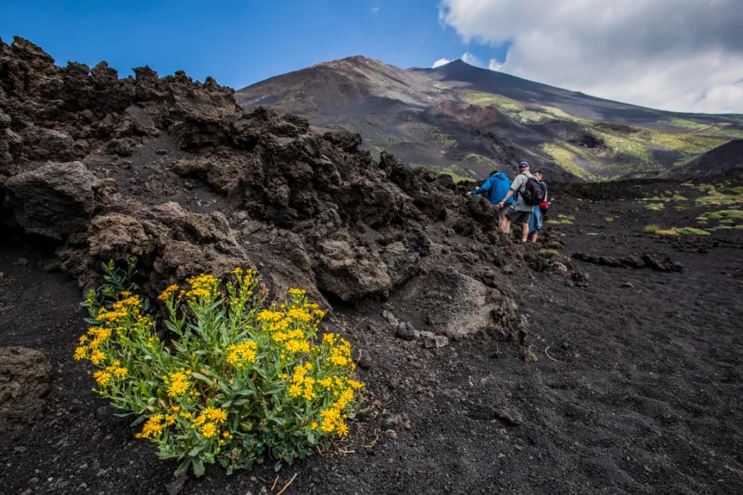 Black Lava Fields