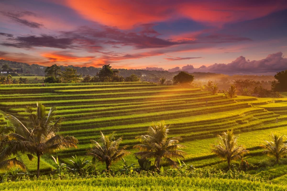 Sunset View of Jatiluwih Rice Terraces