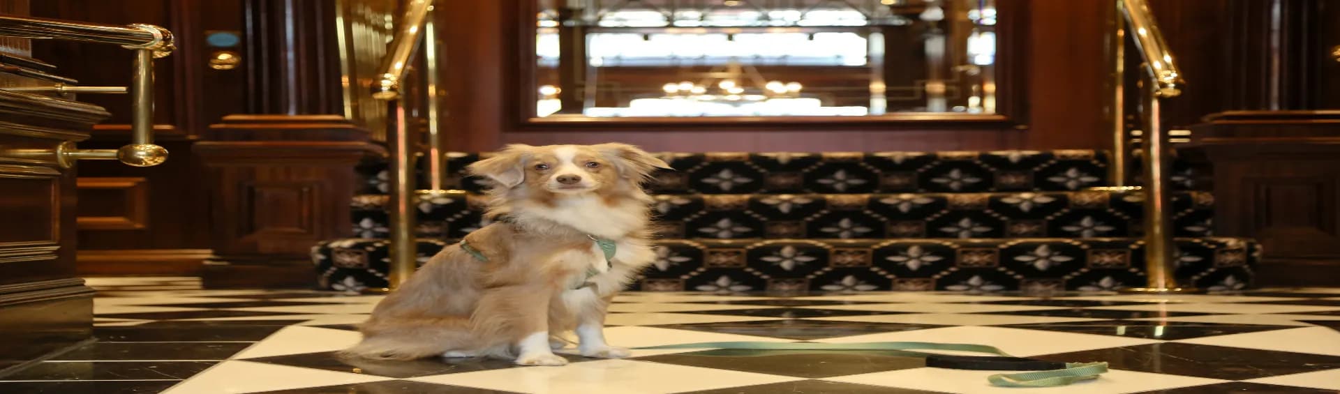 Book Pet-Friendly Hotel in Goa: Most Appropriate for Your Holidays