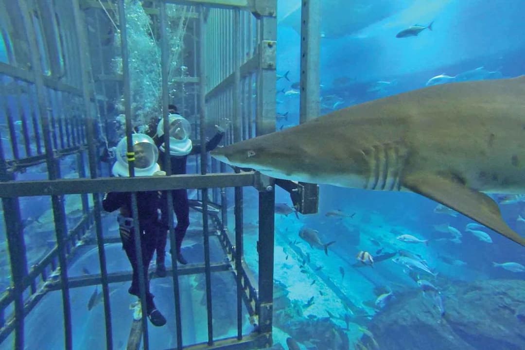 Cage Snorkeling