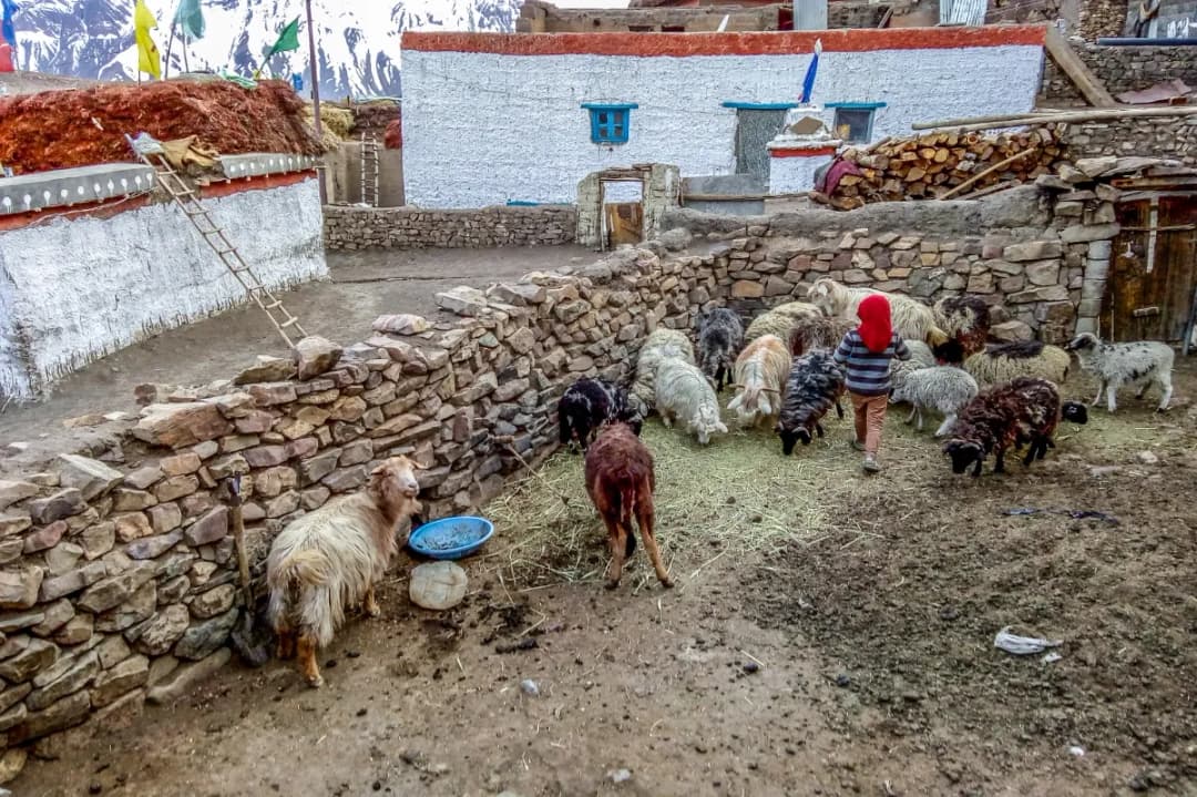 Traditional Spiti Houses
