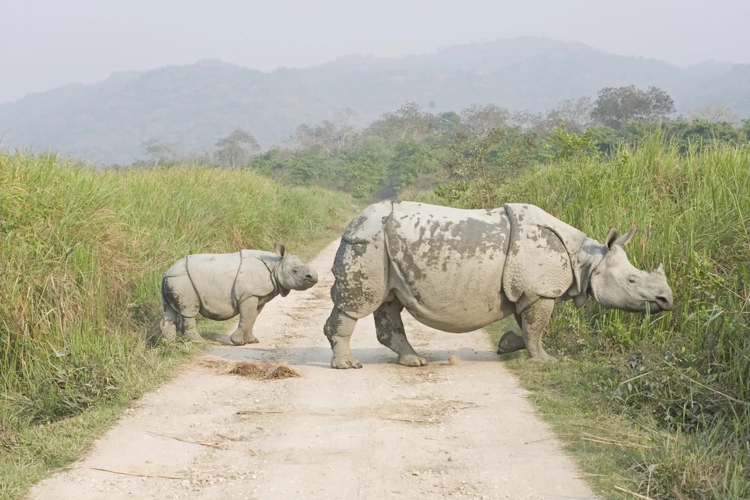 One Horned Rhino and baby Rhino in Kaziranga National Park