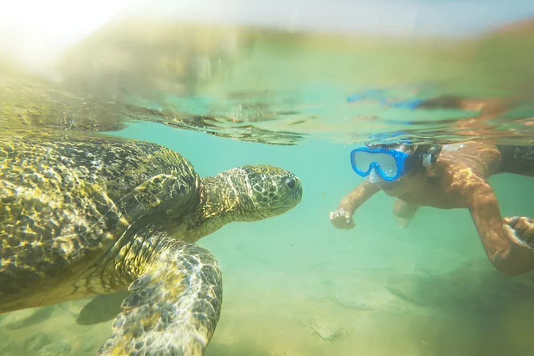 Marine Biodiversity