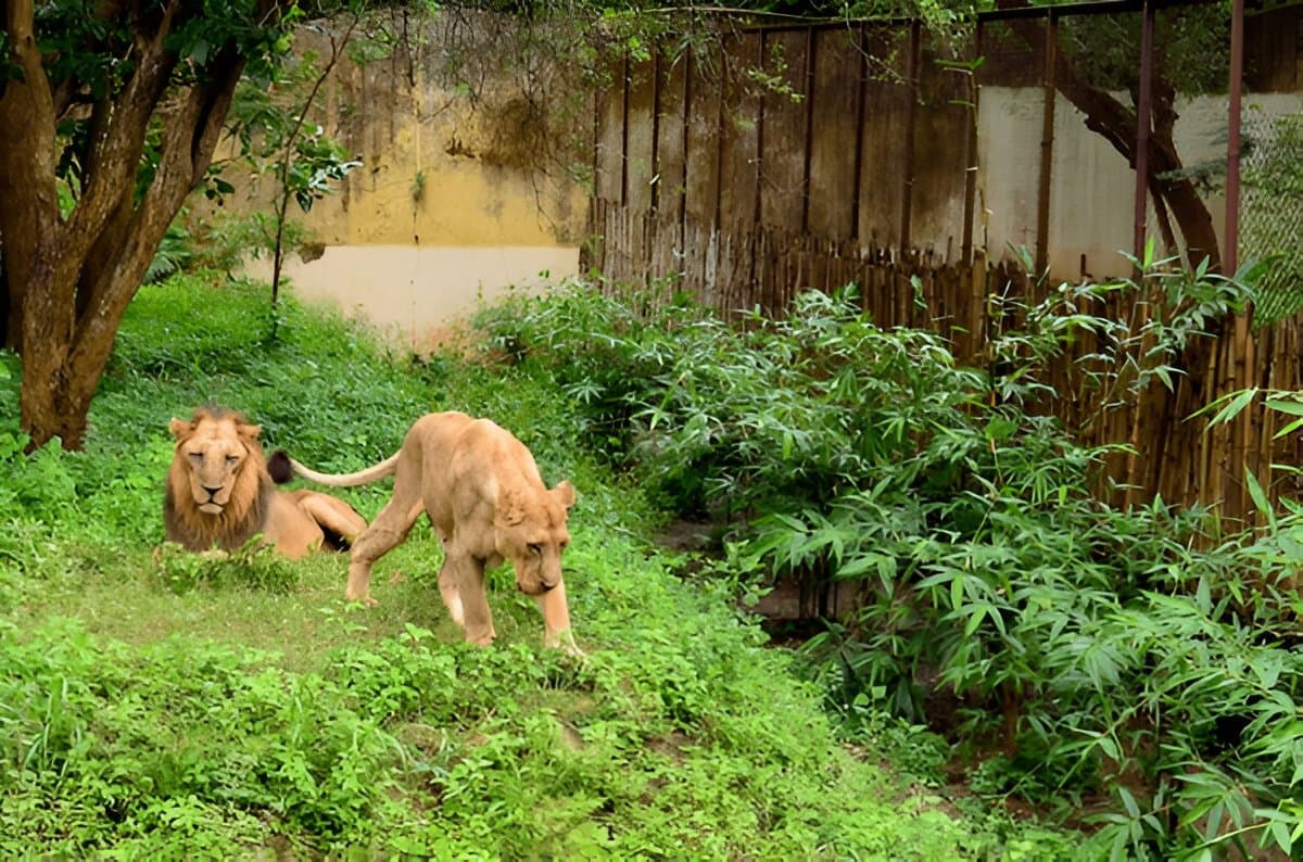 Nandankanan Zoo 