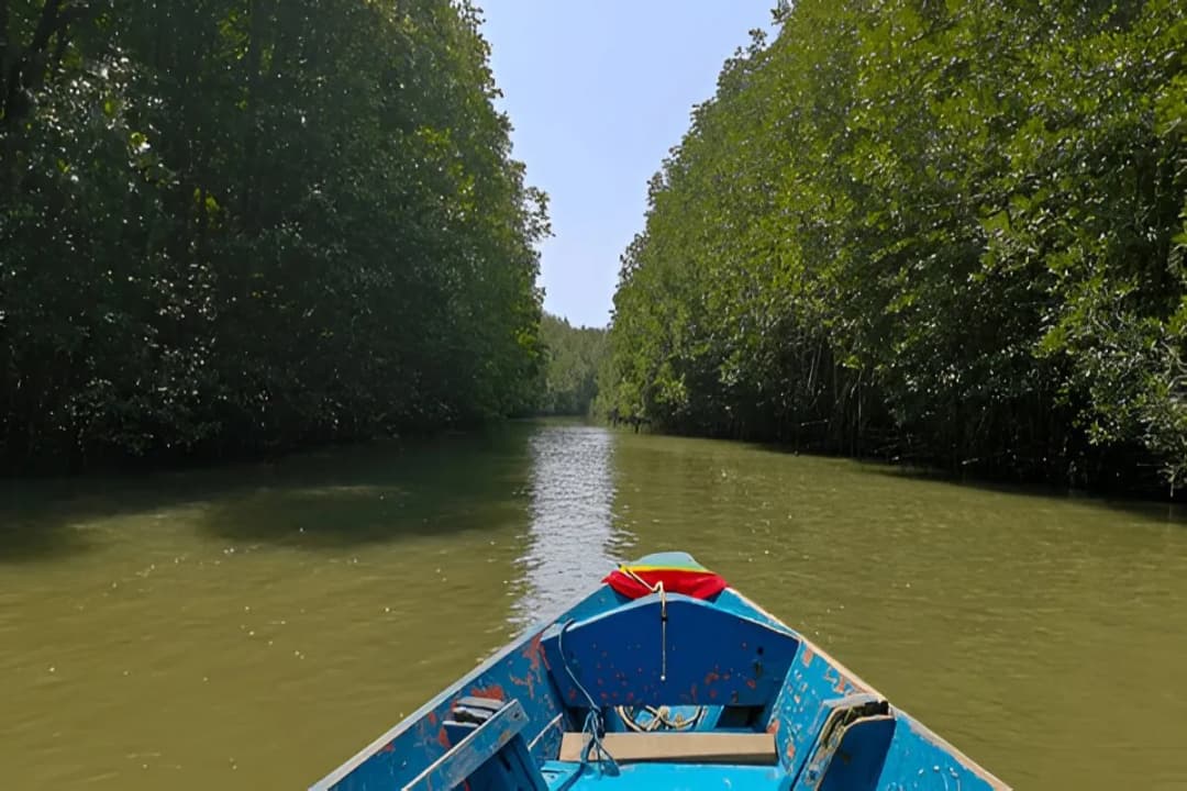 Mangrove Boat Ride