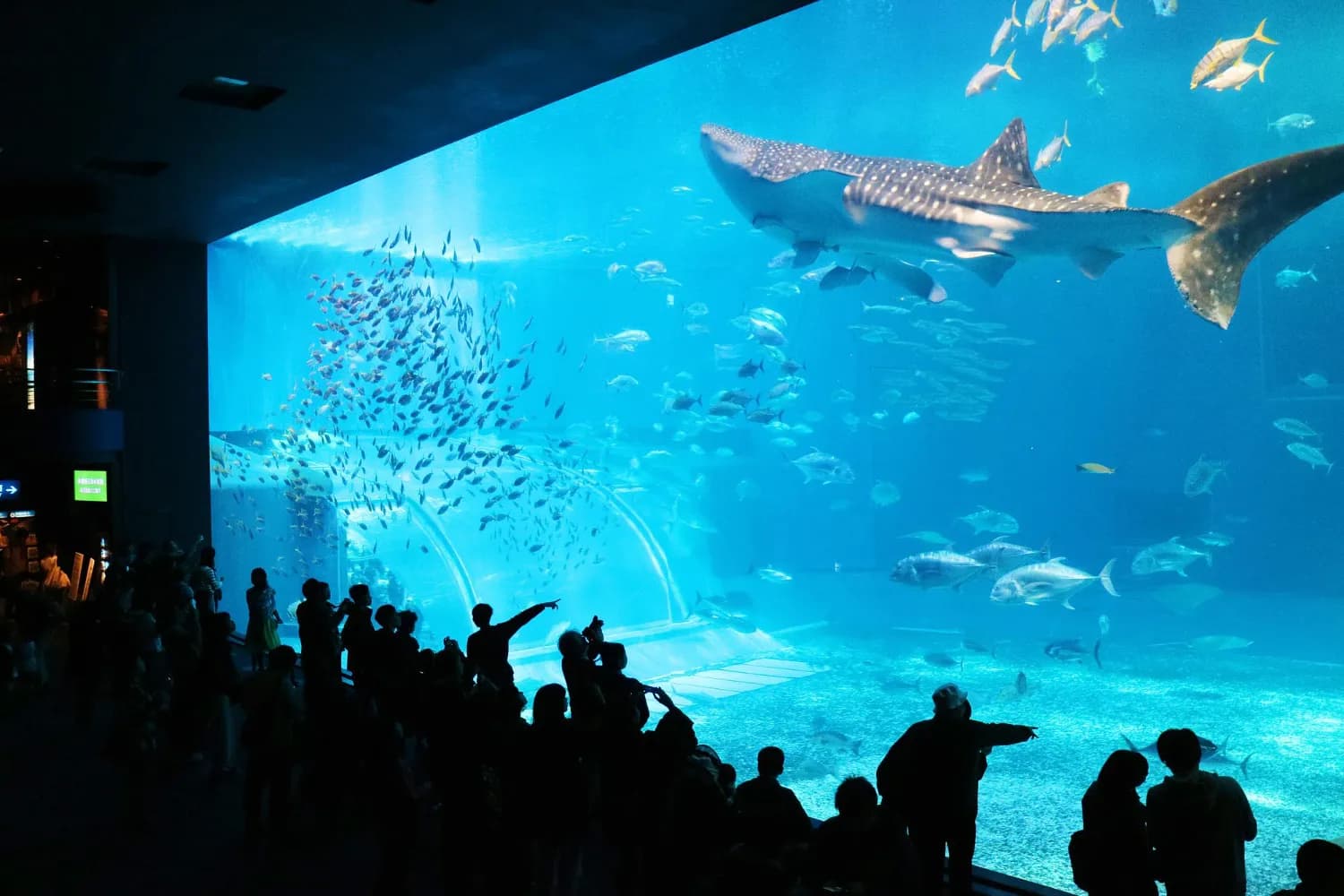 dubai aquarium
