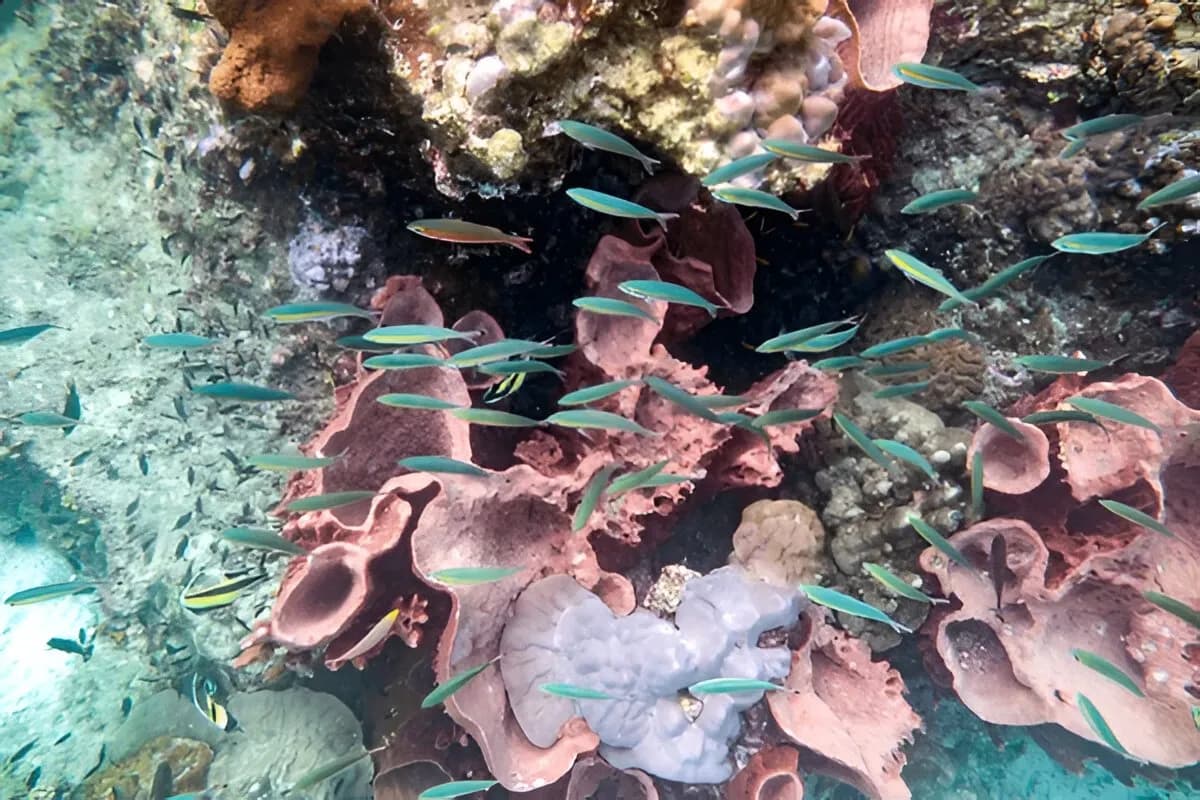 Scuba Diving in Kerala