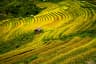 Vibrant golden rice terraces in Vietnam create a stunning landscape, showcasing agricultural beauty