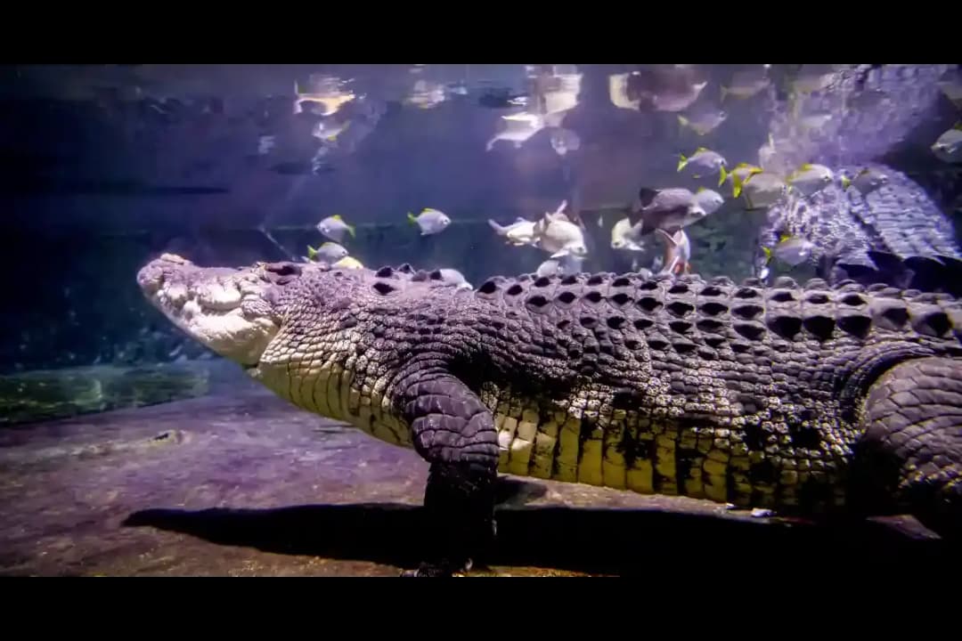 King Croc Exhibit
