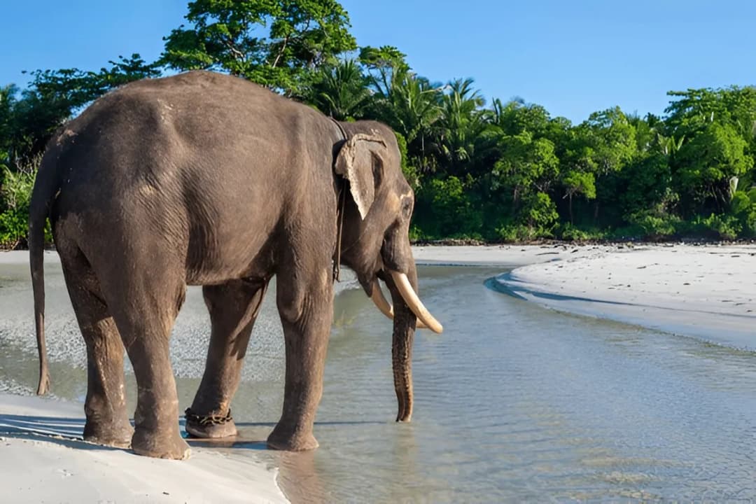 Elephant Beach Nearby