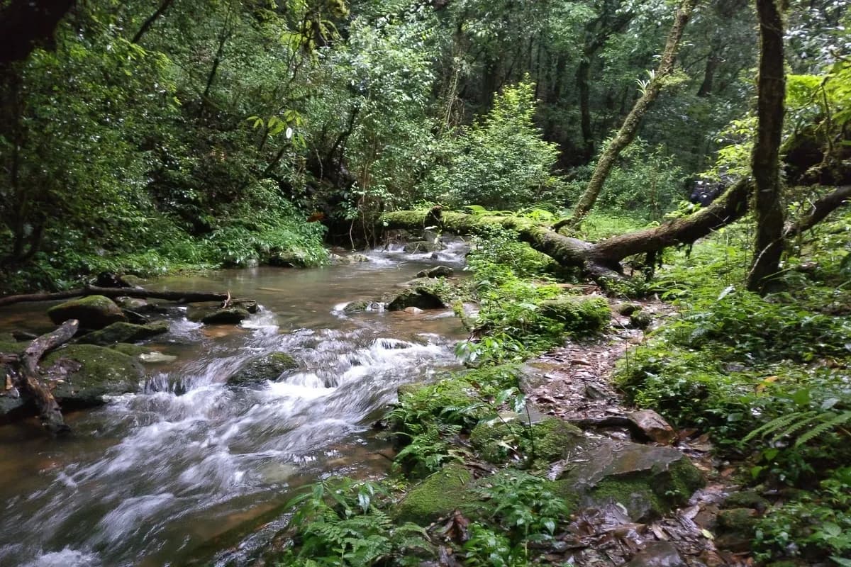 Mawphlang Sacred Forest in Meghalaya