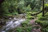 Mawphlang Sacred Forest in Meghalaya