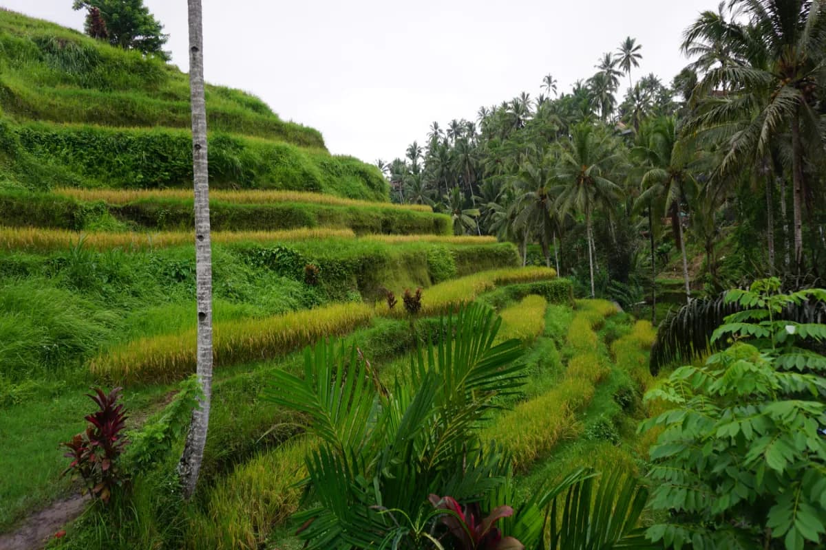 Tegallalang Rice Terraces: