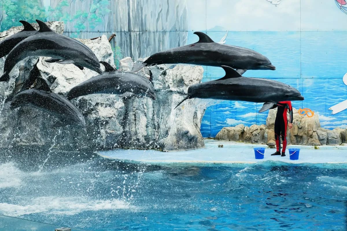 Dolphin Show