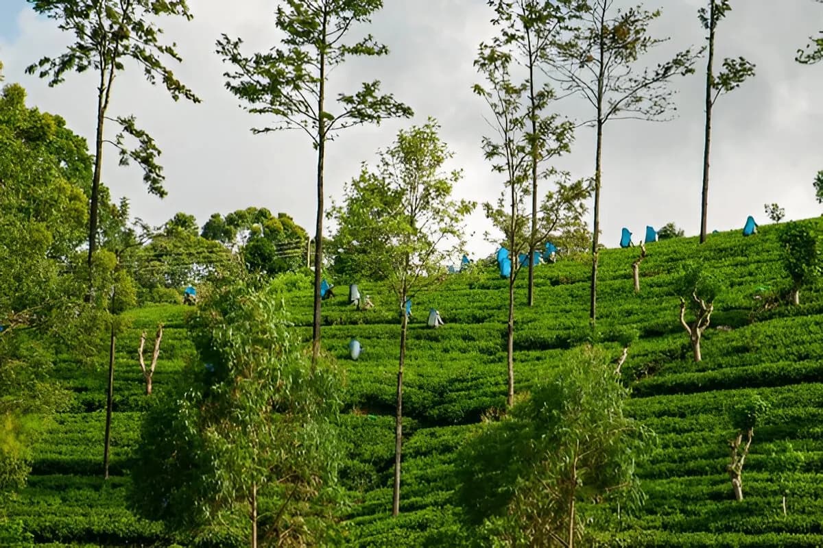 Sri Lanka Tea Garden