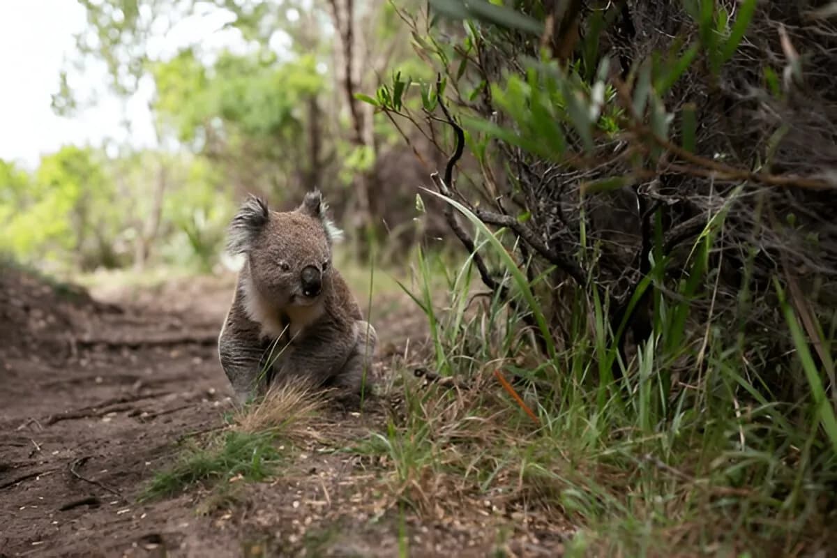 lone pine koala sanctuary