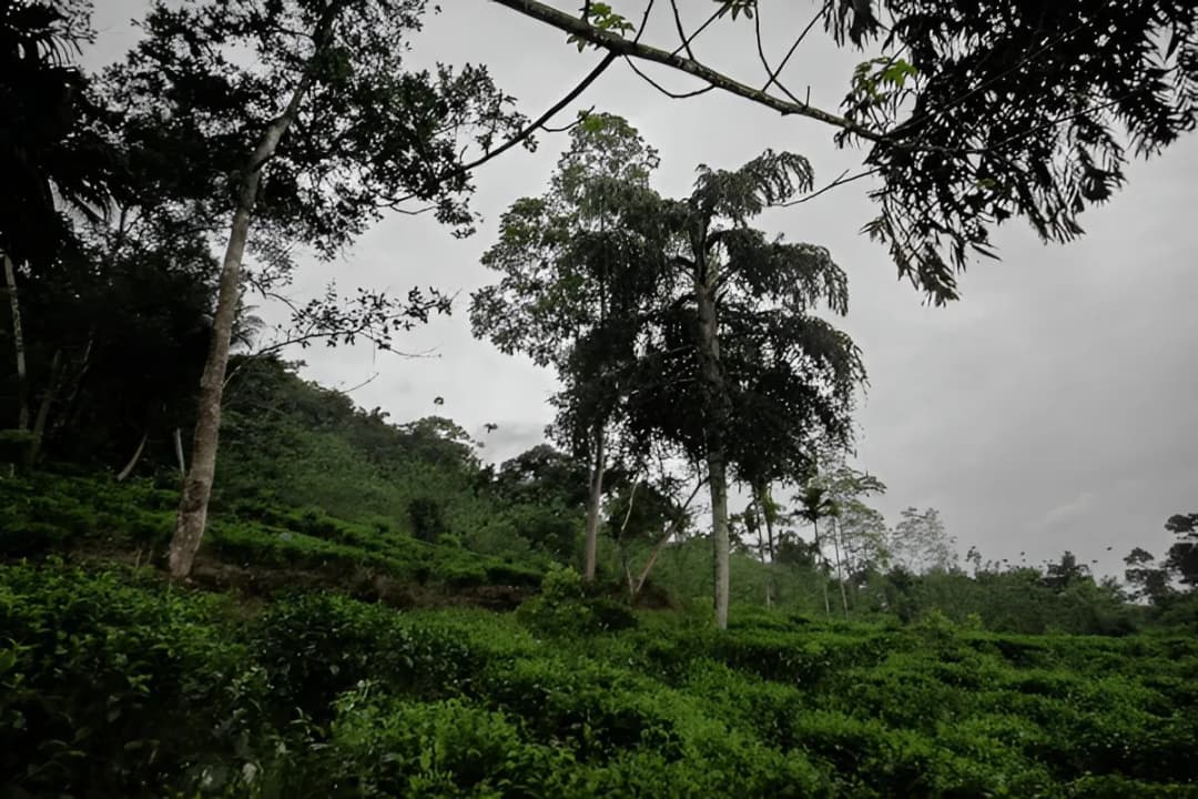 Makandawa Rainforest Reserve