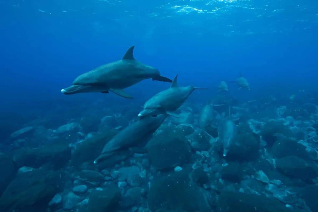 Underwater Viewing Panels