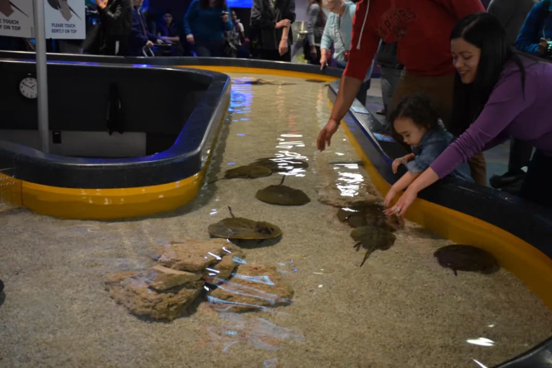 Touch Pool Experience