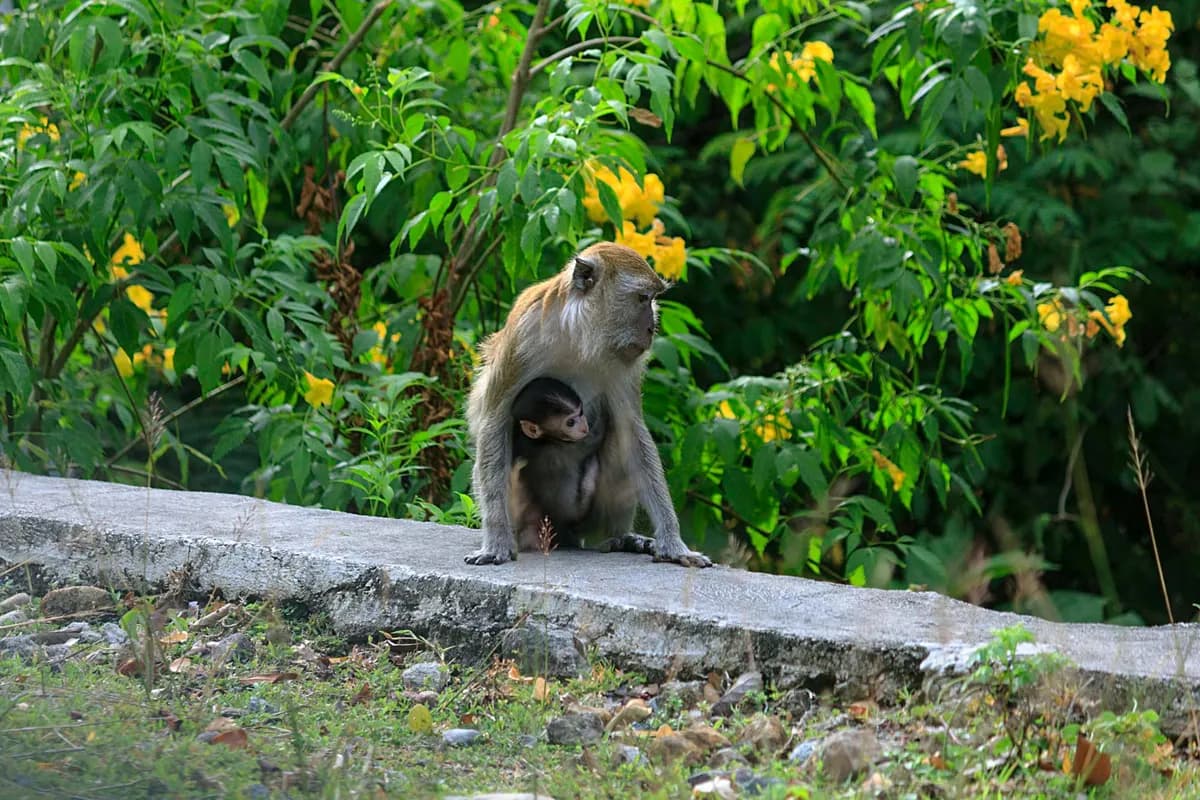 Sacred Monkey Forest Sanctuary