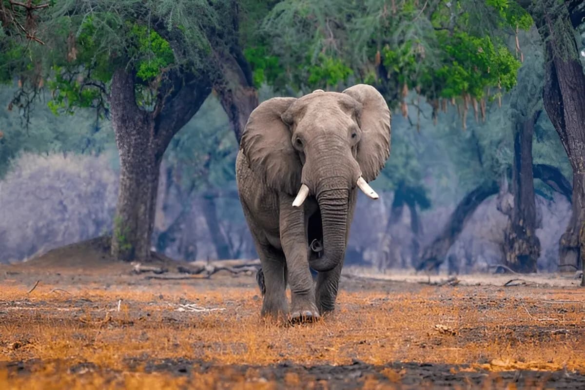 Royal Manas National Park