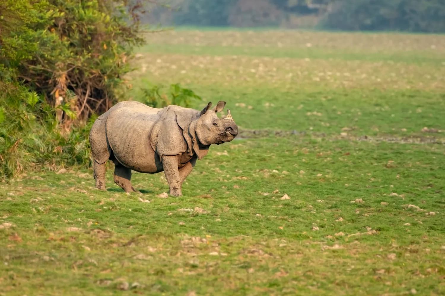 One Horned Rhino Walking in grass land of Kaziranga national park