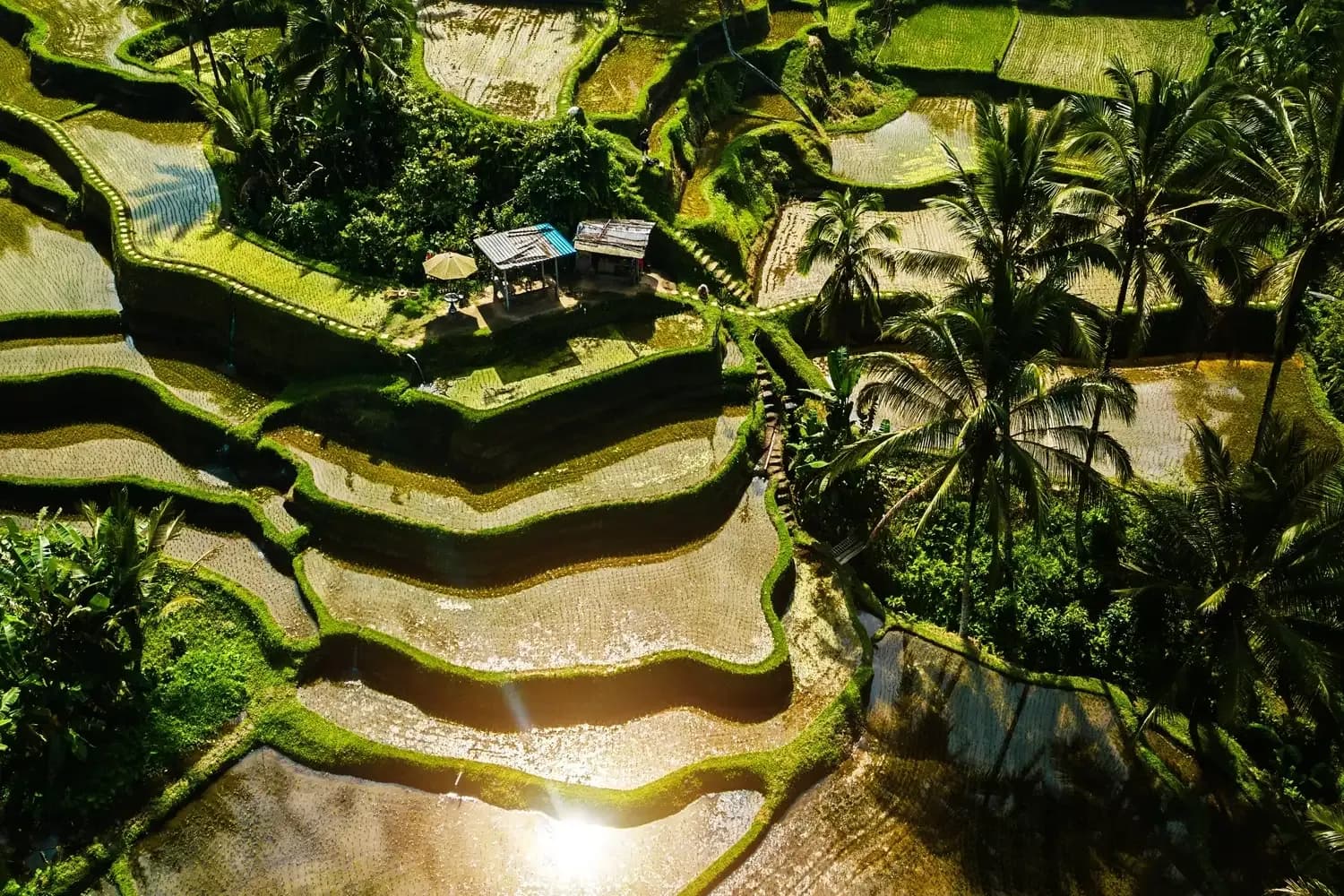 view of Tegalalang rice terraces in Bali