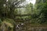 Living Root Bridge in Meghalaya
