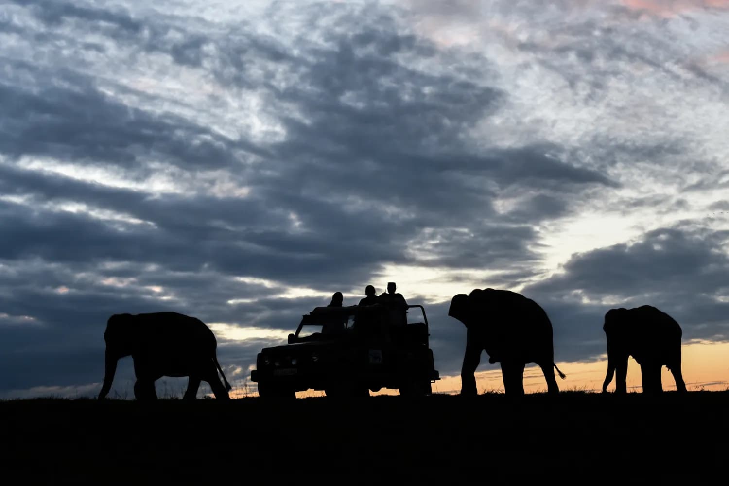Tourists on safari in a jeep as wild elephants walking beside them in Kaziranga