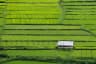 View of paddy fields from Tyrshi Falls, near Jowai