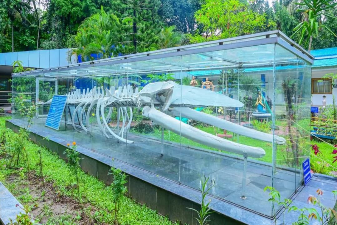 Conservation Displays