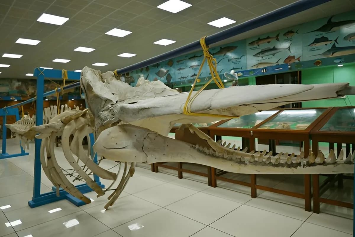 Marine Aquarium and Museum