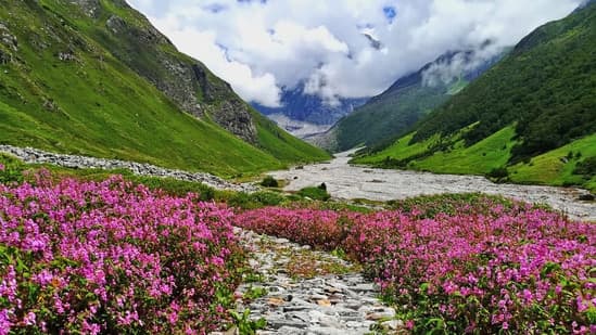 Valley of Flowers Opened on June 1st: Trekking Season Opens