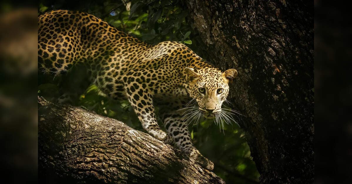 Karnataka Halts Trekking on Wildlife Pathways for Safety