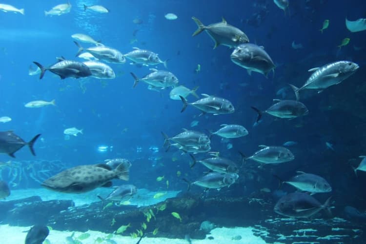Marine Aquarium and Museum