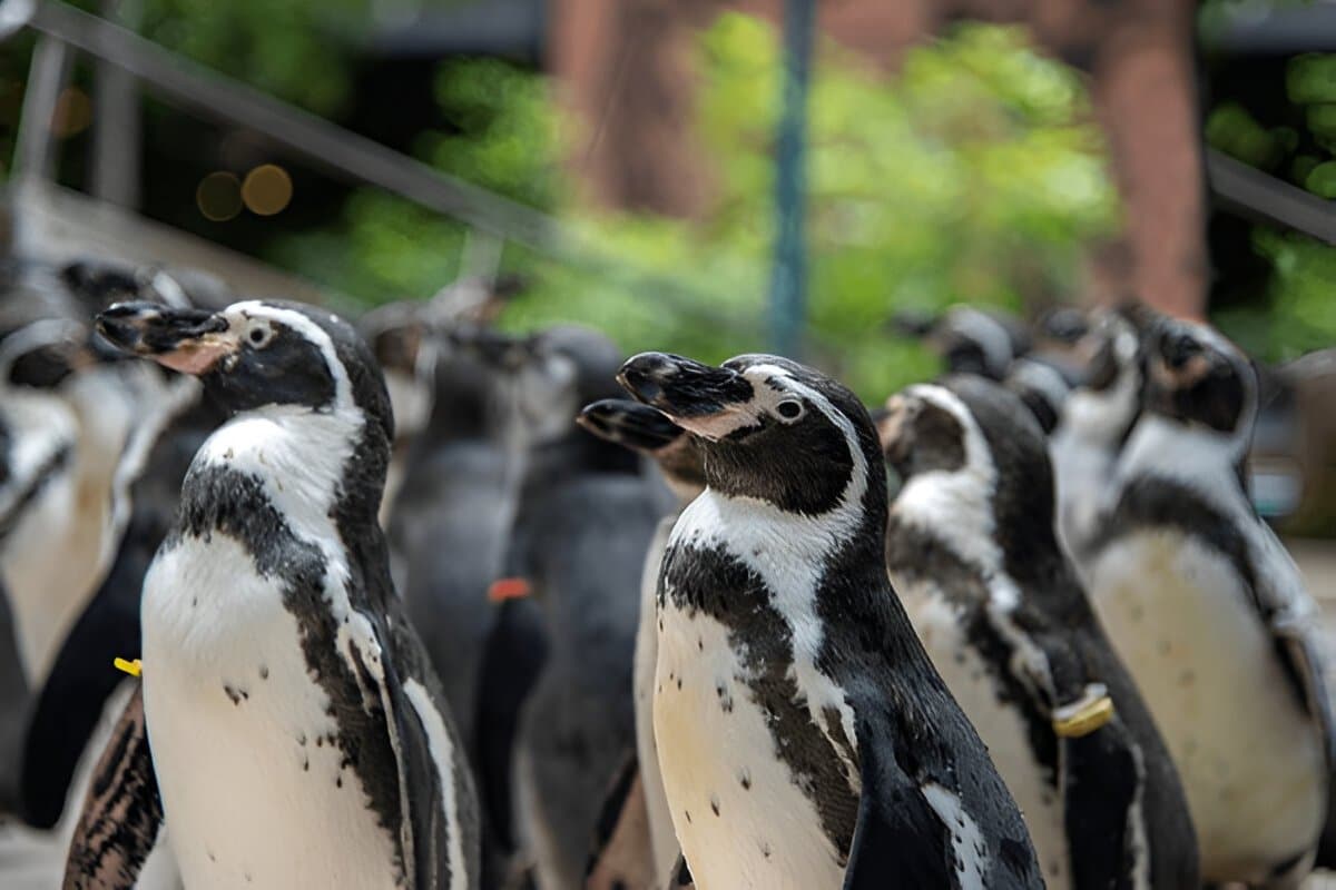 Little Penguins Parade