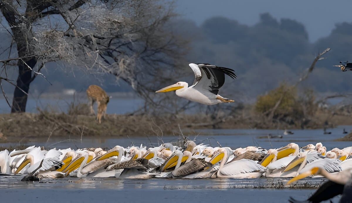  Short Trip to Bharatpur 